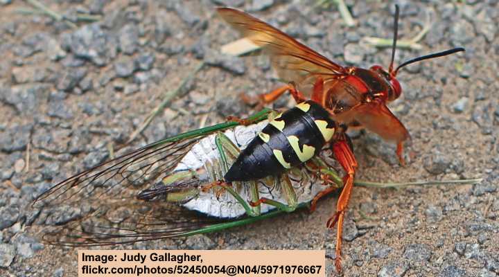 Eastern Cicada Killer (Sphecius speciosus) with Cicada