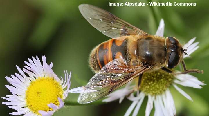 Common Drone Flies (Eristalis tenax)