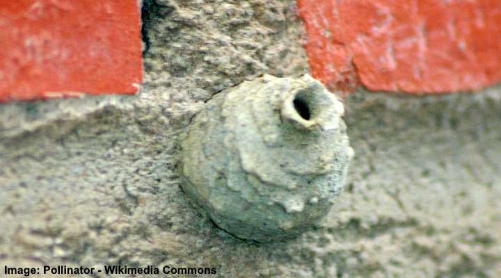 Mason Wasp nest