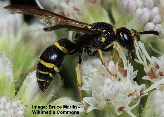 Mason Wasps (Eumenidae)