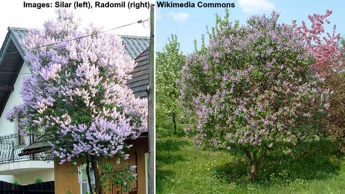 lilac tree fertilizer