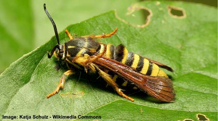 17 Insects That Look Like Bees (Flies, Wasps, Bugs) - Pictures and ...