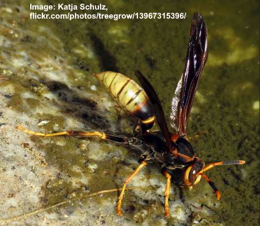 Black and Yellow Paper Wasp (Polistes Comanchus)