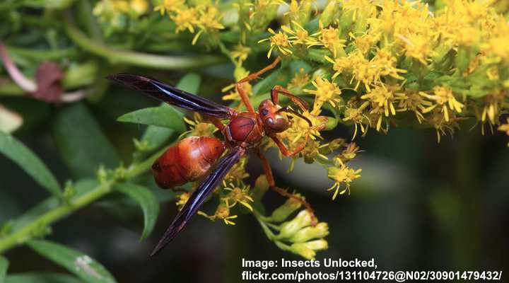 Red Paper Wasp (Polistes carolina)