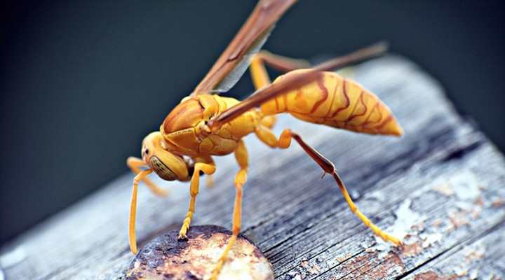 Yellow Paper Wasp (Polistes flavus)