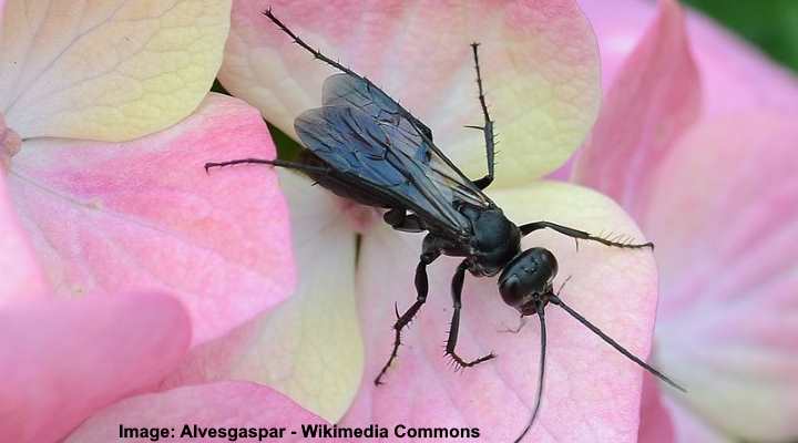 Spider wasp (Anoplius nigerrimus)