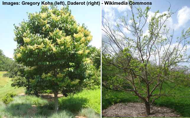 lilac tree fertilizer