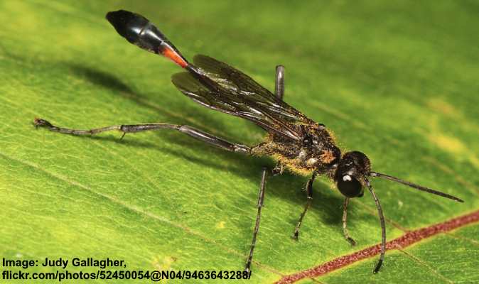 Thread-Waisted Wasps (Ammophila procera)