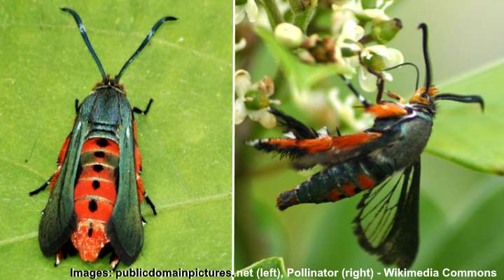 Squash Vine Borer Identification Damage Prevention And Control   Adult 