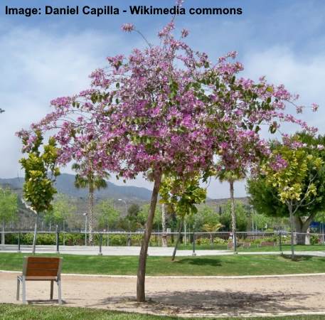 purple orchid tree root system