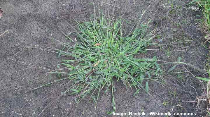 Crabgrass (Digitaria)