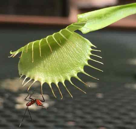 Venus flytrap 'Justina Davis'