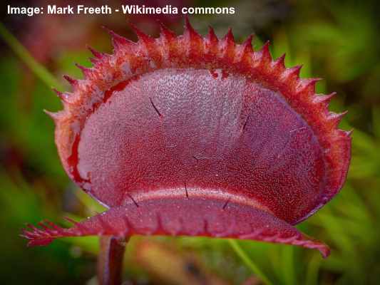 Venus flytrap 'Red Piranha'