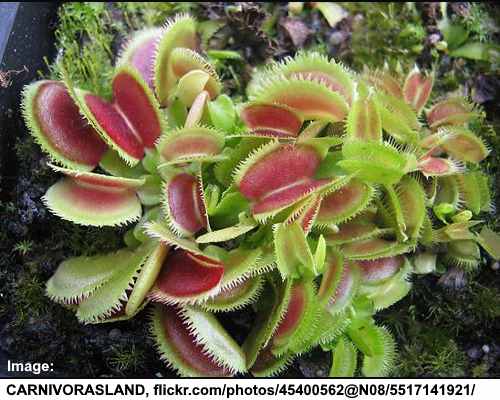 Venus flytrap 'Sawtooth'