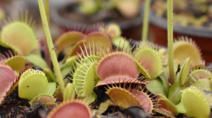 Venus flytrap care light requirements / plant's health /white flowers 