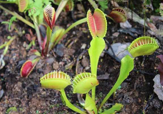 Growing Venus flytrap /pitcher plants /rotting smell /carnivorous plant / traps