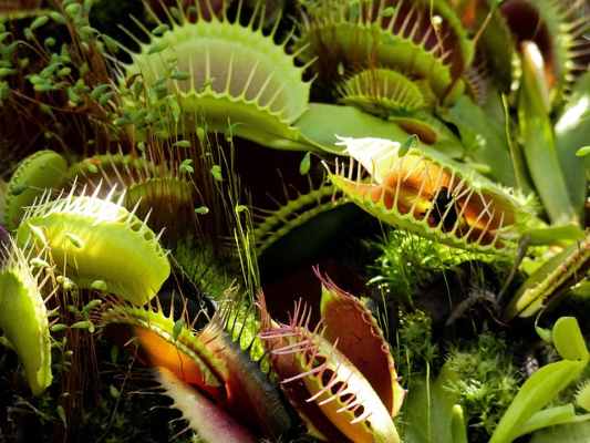 Venus flytrap feeding trapping mechanism/ traps