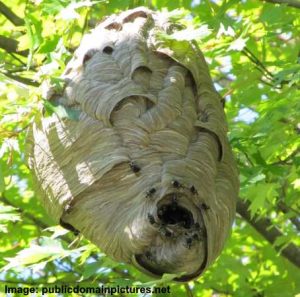 Types of Hornets: Nest, Size, Color (With Pictures) - Identification Guide