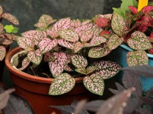 39 Plants with Pink Leaves (Pictures) - Including Plants with Pink and ...