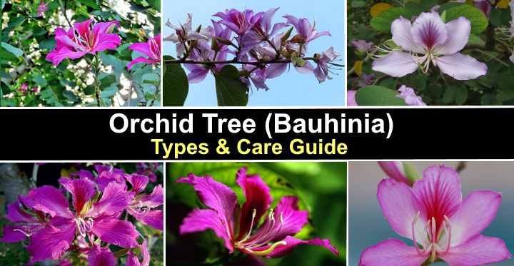 Hong kong deals orchid tree