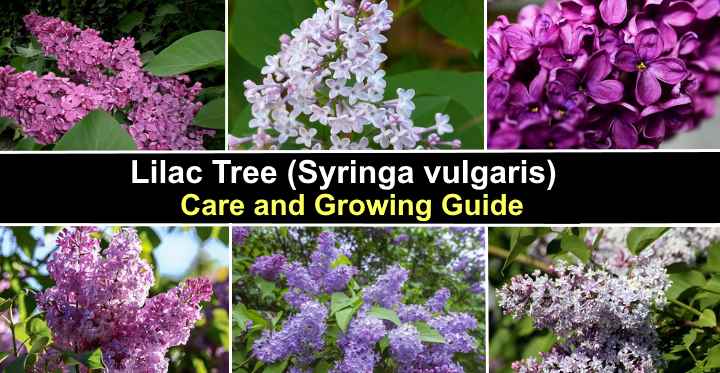 lilac-tree-care-and-growing-guide-with-pictures