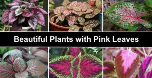 39 Plants with Pink Leaves (Pictures) - Including Plants with Pink and ...