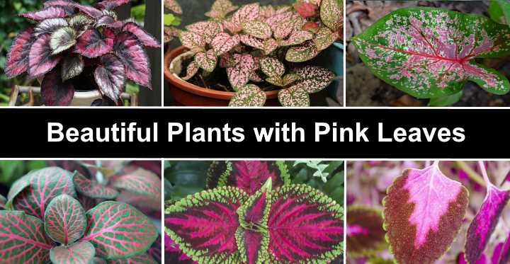 15 Pink Leaved Plants That Bring Subtle Color To Your Home Or Garden Vlrengbr