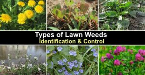 Types of Lawn Weeds (with Pictures): Identification and Control