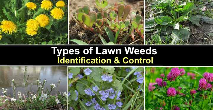 Types Of Lawn Weeds (with Pictures): Identification And, 42% OFF