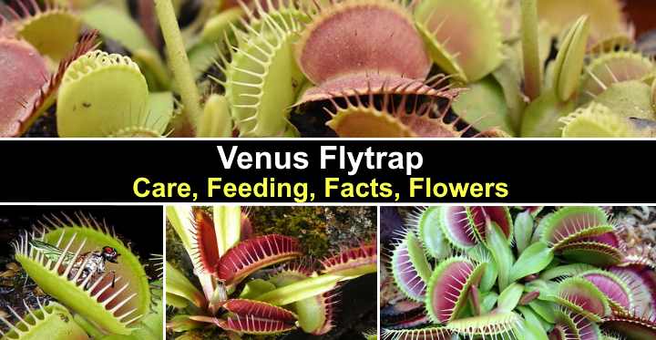 Venus Flytrap: Care, Feeding