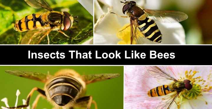 Insects That Look Like Bees