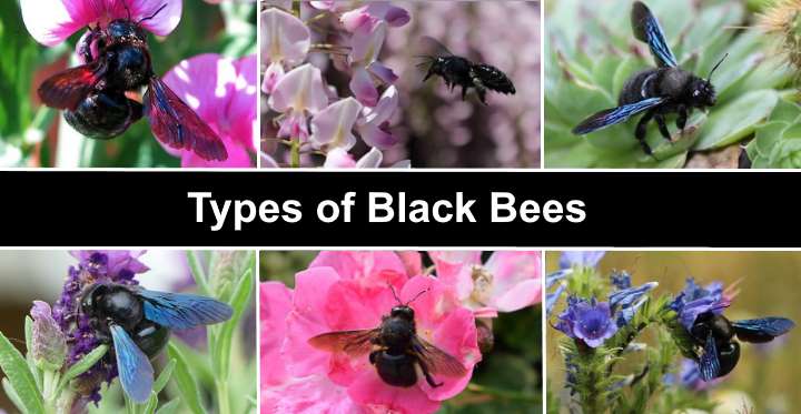 Types of Black Bees (Pictures) - Identification of Big and Small Black Bees