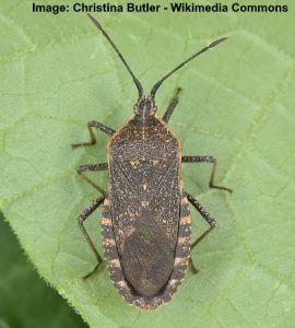 Squash Bug: Damage, Identification And Control (pictures)