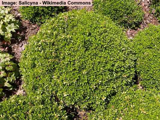 19 Boxwood Trees And Shrubs (with Pictures) - Identification Guide (2023)