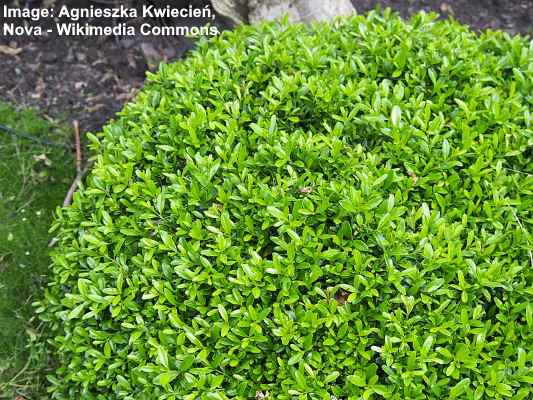 19 Boxwood Trees and Shrubs (with Pictures) - Identification Guide