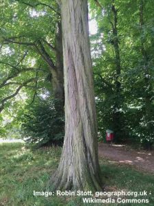 Types of Hornbeam Trees With Pictures and Identification (European ...