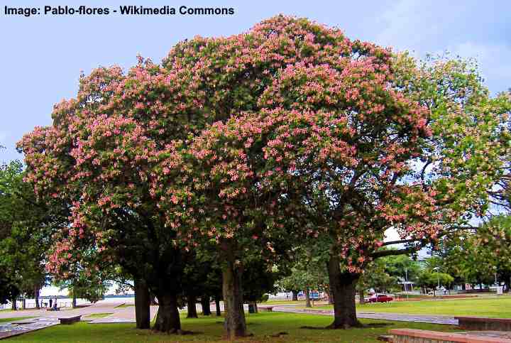 Flowering Trees In Florida Native And Non Native Pictures Names