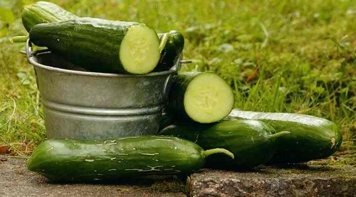 Cucumber (Cucumis sativus)