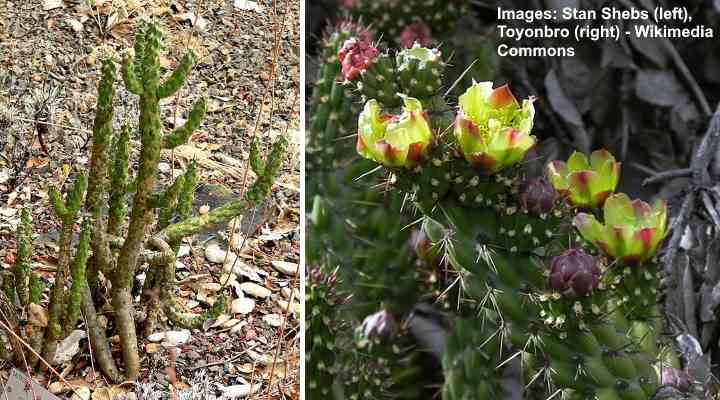 California Cholla (Cylindropuntia californica)