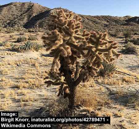Hoffmann's Teddybear Cholla (Cylindropuntia fosbergii) 