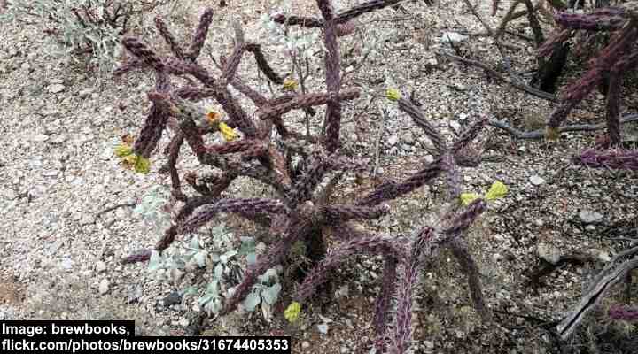Staghorn Cholla (Cylindropuntia versicolor)