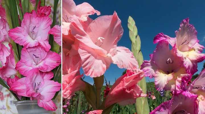 Gladiolus: Planting, Caring And Growing Gladiolus Flowers (Pictures)