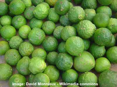 Unusal lime green tree fruit