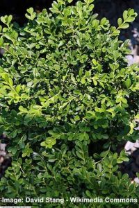 19 Boxwood Trees and Shrubs (with Pictures) - Identification Guide