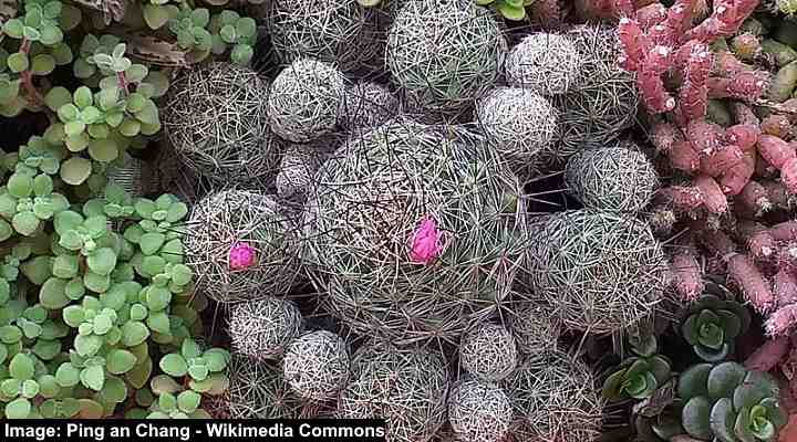 Thimble Cactus (Mammillaria gracilis fragilis)