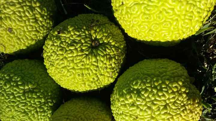 Osage orange (Maclura pomifera)