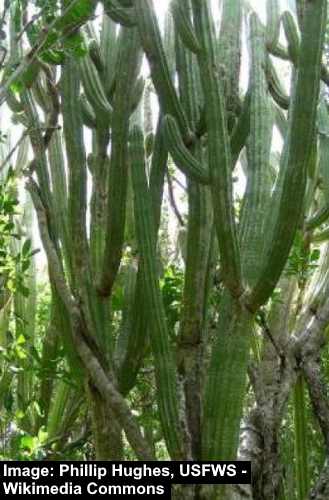 Key Tree Cactus (Pilosocereus robinii)