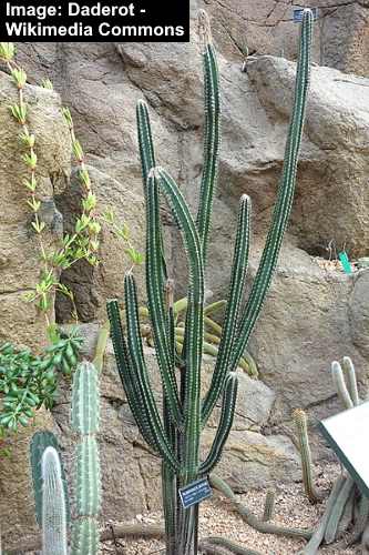 Royen's Tree Cactus (Pilosocereus royenii)