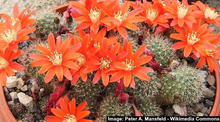 74 Cactus Species: Visual Identification Guide For Indoors & Out