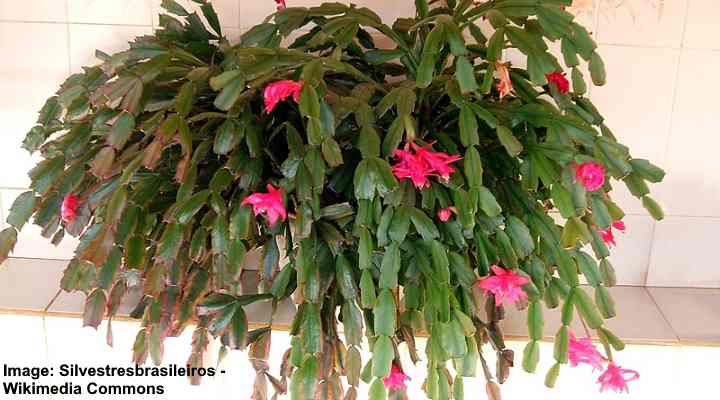 Thanksgiving Cactus (Schlumbergera truncata)